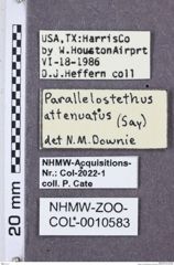 Etikette zu Parallelostethus attenuatus (NHMW-ZOO-COL-0010583)